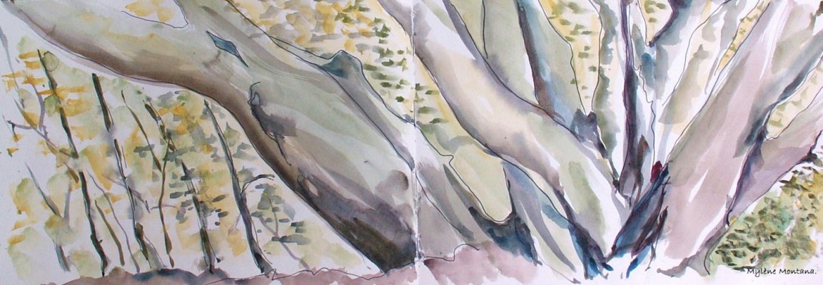 Forêt de hêtres au-dessus de Céret