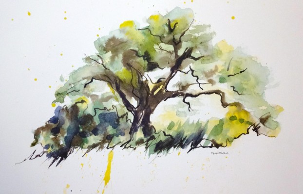 Chêne vert.<br>Aquarelle sur papier 50 x 65 cm.
