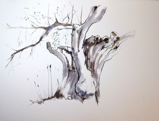 Olivier III.<br>Aquarelle sur papier Montval 60 x 80 cm.